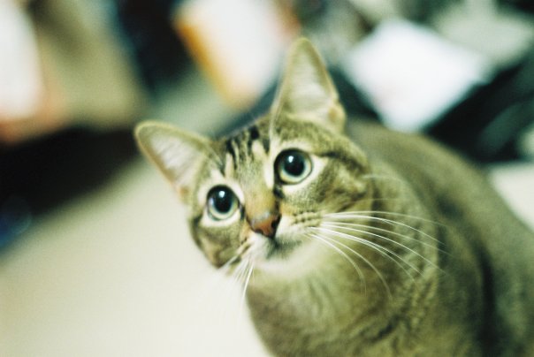 又好想養一隻 貓