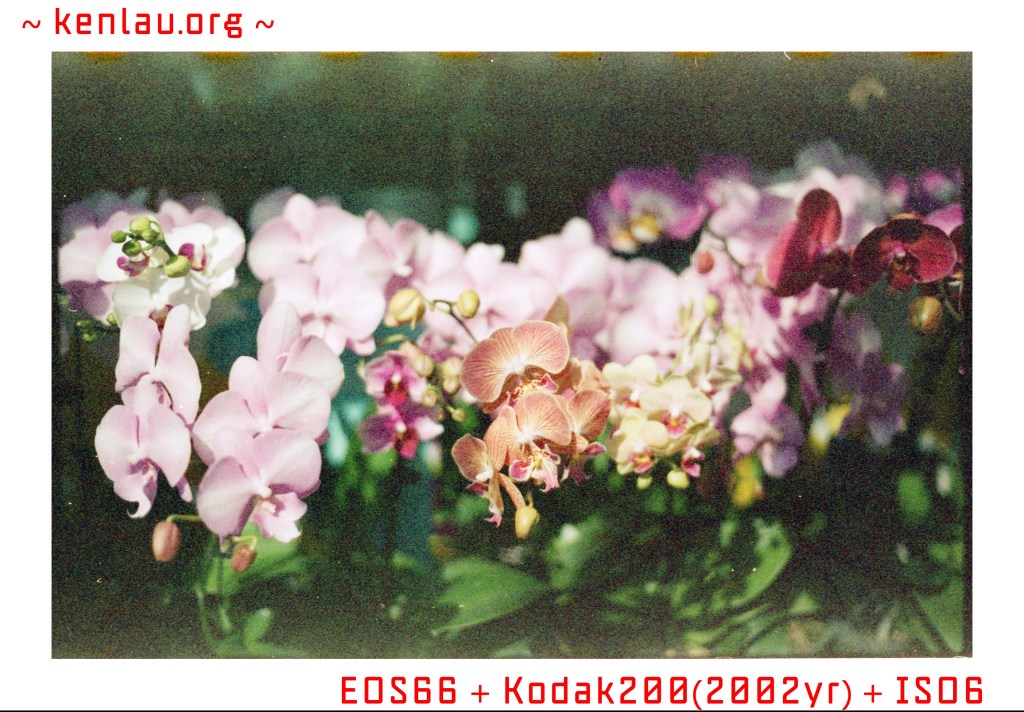 過期20年KODAK 200